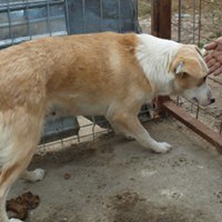 STERNCHEN, Hund, Mischlingshund in Rumänien - Bild 6