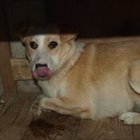 STERNCHEN, Hund, Mischlingshund in Rumänien - Bild 7