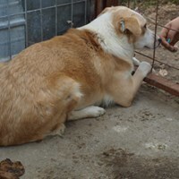 STERNCHEN, Hund, Mischlingshund in Rumänien - Bild 8