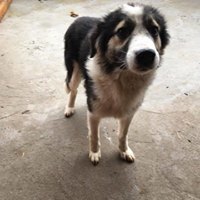 LEO, Hund, Mischlingshund in Rumänien - Bild 11