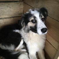 LEO, Hund, Mischlingshund in Rumänien - Bild 13