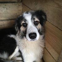 LEO, Hund, Mischlingshund in Rumänien - Bild 14