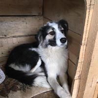 LEO, Hund, Mischlingshund in Rumänien - Bild 15