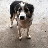 LEO, Hund, Mischlingshund in Rumänien - Bild 16