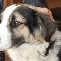 LEO, Hund, Mischlingshund in Rumänien - Bild 2