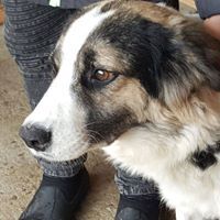 LEO, Hund, Mischlingshund in Rumänien - Bild 5
