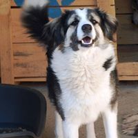 LEO, Hund, Mischlingshund in Rumänien - Bild 7
