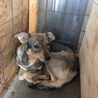 MELODY, Hund, Mischlingshund in Rumänien - Bild 12