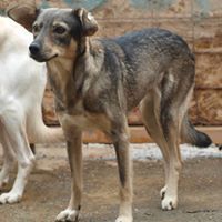 MELODY, Hund, Mischlingshund in Rumänien - Bild 5