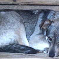 MELODY, Hund, Mischlingshund in Rumänien - Bild 8