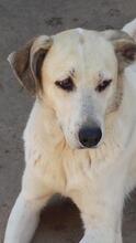 CHARLOTTE, Hund, Mischlingshund in Portugal - Bild 4