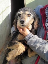 KIRIKU, Hund, Mischlingshund in Italien - Bild 2