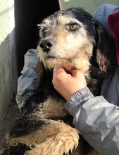 KIRIKU, Hund, Mischlingshund in Italien - Bild 3