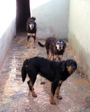 KIRIKU, Hund, Mischlingshund in Italien - Bild 4