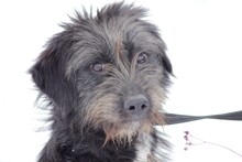 SAVA, Hund, Bearded Collie-Mix in Rumänien - Bild 1