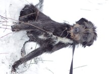 SAVA, Hund, Bearded Collie-Mix in Rumänien - Bild 2