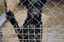 CARLO, Hund, Labrador-Border Collie-Collie-Mix in Italien - Bild 5
