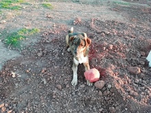 DRAGO, Hund, Mischlingshund in Spanien - Bild 1