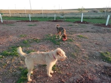 DRAGO, Hund, Mischlingshund in Spanien - Bild 10