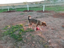 DRAGO, Hund, Mischlingshund in Spanien - Bild 2