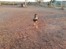 DRAGO, Hund, Mischlingshund in Spanien - Bild 3