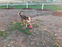 DRAGO, Hund, Mischlingshund in Spanien - Bild 5