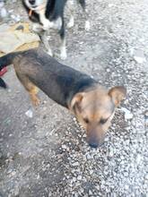 LOLA, Hund, Mischlingshund in Bulgarien - Bild 1
