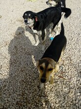 LOLA, Hund, Mischlingshund in Bulgarien - Bild 2