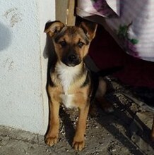 LOLA, Hund, Mischlingshund in Bulgarien - Bild 5