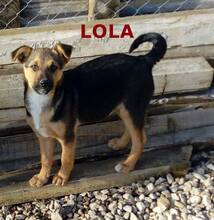 LOLA, Hund, Mischlingshund in Bulgarien - Bild 6