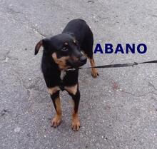 ABANO, Hund, Mischlingshund in Bulgarien - Bild 1