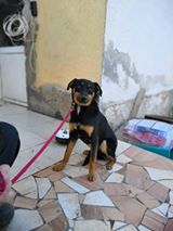 ABANO, Hund, Mischlingshund in Bulgarien - Bild 2