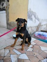ABANO, Hund, Mischlingshund in Bulgarien - Bild 3