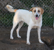 BEYONCE, Hund, Mischlingshund in Griechenland - Bild 2