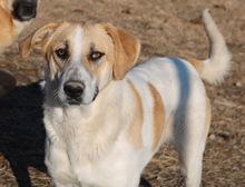 BEYONCE, Hund, Mischlingshund in Griechenland - Bild 3