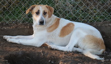 BEYONCE, Hund, Mischlingshund in Griechenland - Bild 4