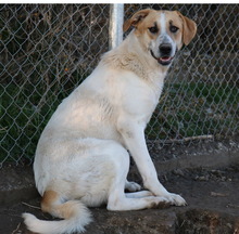 BEYONCE, Hund, Mischlingshund in Griechenland - Bild 5