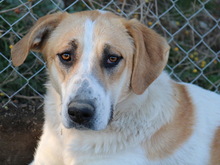 BEYONCE, Hund, Mischlingshund in Griechenland - Bild 6