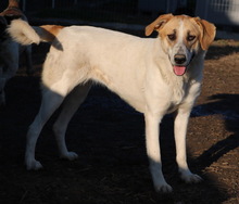 BEYONCE, Hund, Mischlingshund in Griechenland - Bild 7