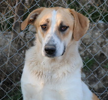 BEYONCE, Hund, Mischlingshund in Griechenland - Bild 8