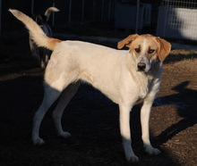 BEYONCE, Hund, Mischlingshund in Griechenland - Bild 9