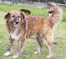 TIGRINO, Hund, Mischlingshund in Griechenland - Bild 4