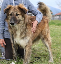 TIGRINO, Hund, Mischlingshund in Griechenland - Bild 5