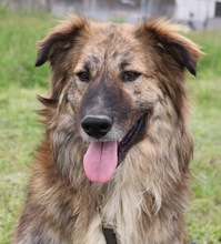 TIGRINO, Hund, Mischlingshund in Griechenland - Bild 6