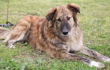 TIGRINO, Hund, Mischlingshund in Griechenland - Bild 7
