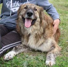 TIGRINO, Hund, Mischlingshund in Griechenland - Bild 8
