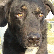 ARAMIS, Hund, Mischlingshund in Griechenland - Bild 1