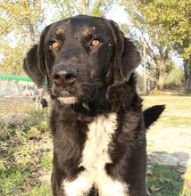 ARAMIS, Hund, Mischlingshund in Griechenland - Bild 10
