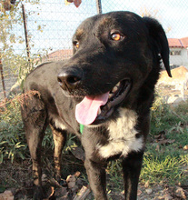 ARAMIS, Hund, Mischlingshund in Griechenland - Bild 2