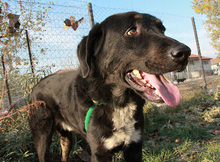 ARAMIS, Hund, Mischlingshund in Griechenland - Bild 3